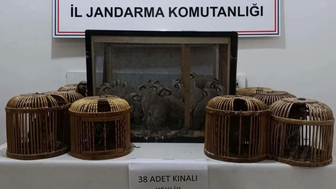 Kafes avcıları jandarmaya takıldı