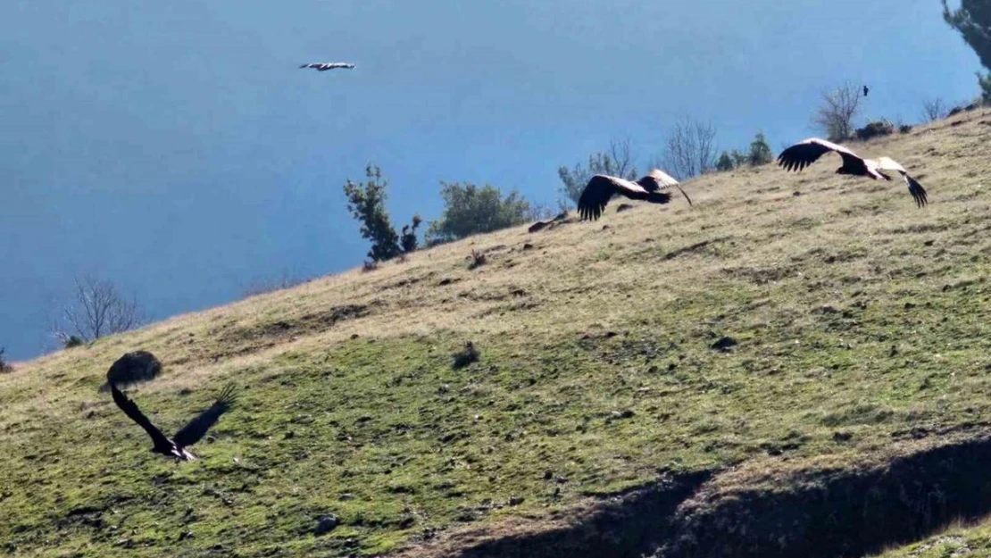 Kahramanmaraş'ta nesli tükenmekte olan akbabalar görüntülendi