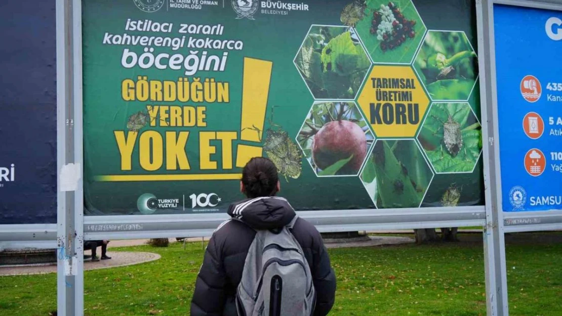 Kahverengi kokarcayla mücadele billboardlarda: 'Gördüğün yerde yok et'