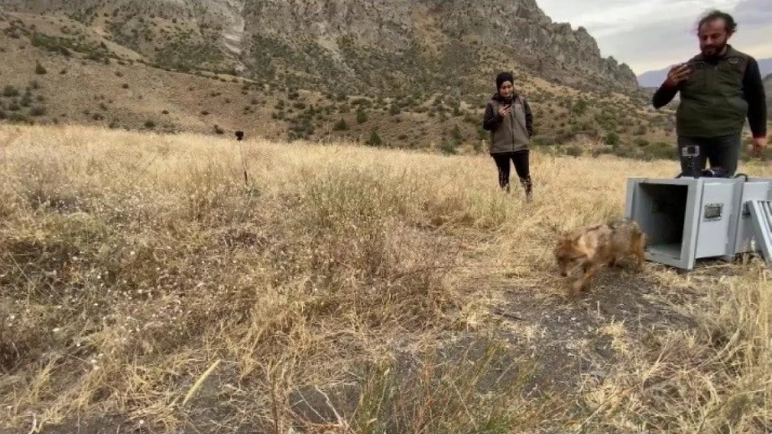 Kalçası kırılan çakal tedavi edilerek doğaya bırakıldı