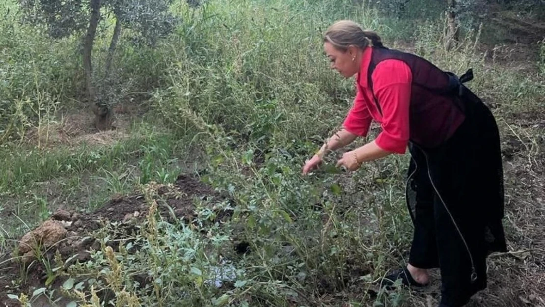 Kantaron bitkisi binbir derde deva