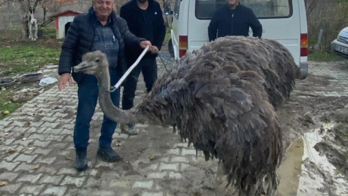 Kara yolunda deve kuşu paniği