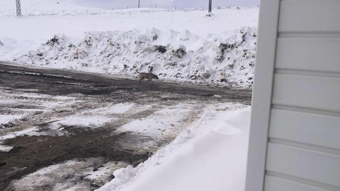 Karayolu üzerine terk edilen başıboş köpekler tehlike saçıyor