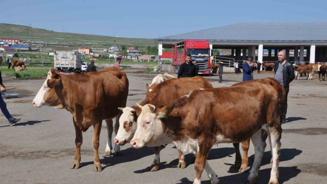 Kars Hayvan Pazarı'nda durgunluk... 10 Liralık hayvan 80 Lira... Besiciler sıkıntıda