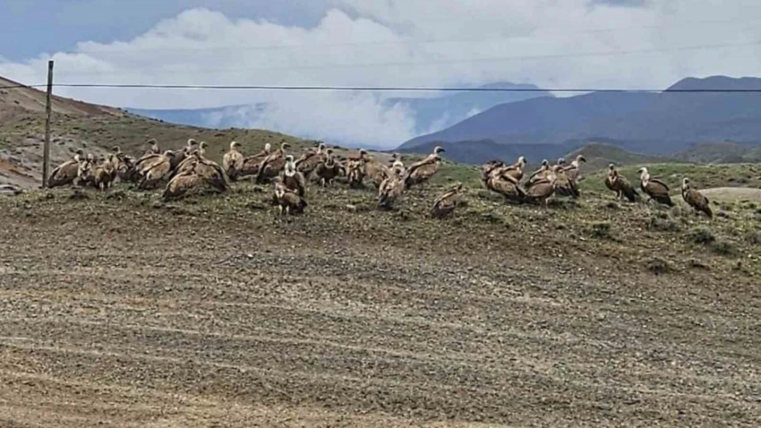 Kars-Iğdır yolunda akbaba sürüsü görüntülendi