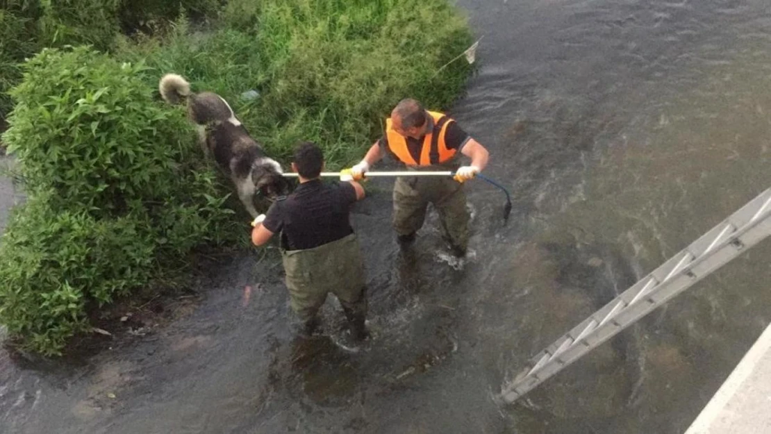 Kars'ta çaya düşen köpek kurtarıldı