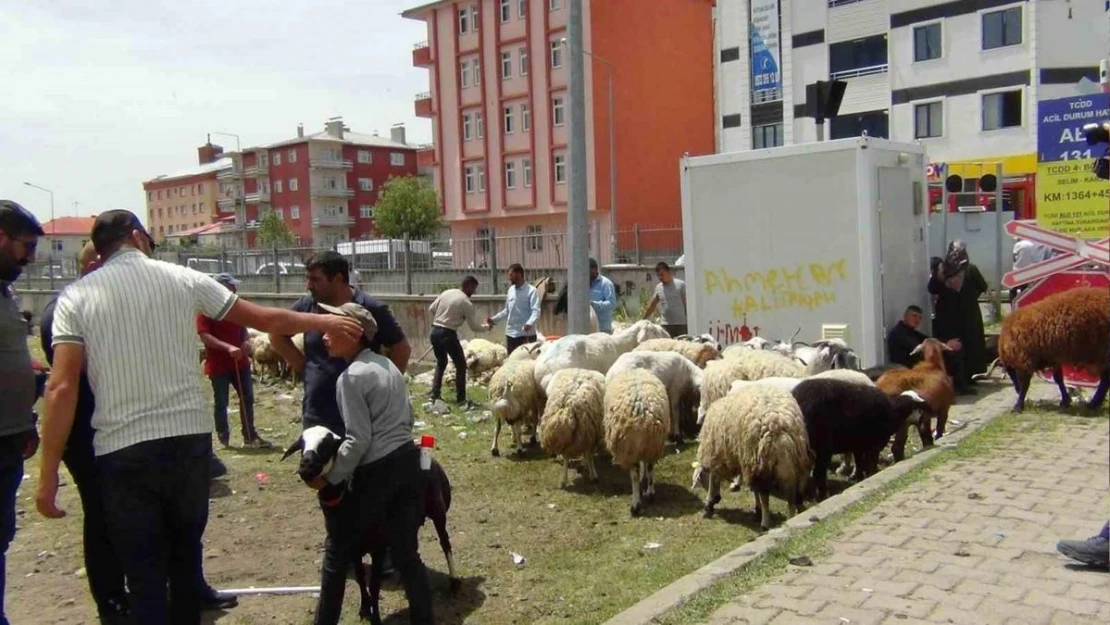 Kars'ta hayvan pazarında yoğunluk