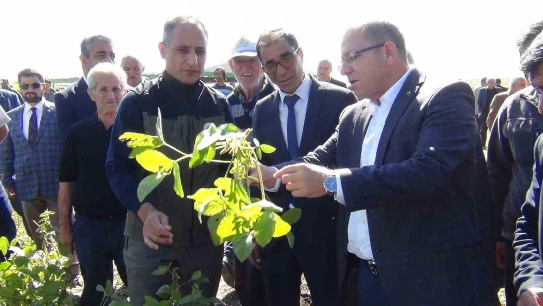 Kars'ta ilkkez ekilen soya fasulyesi hasadı yapıldı