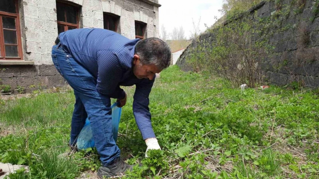 Kars'ta ısırgan otu toplanmaya başladı