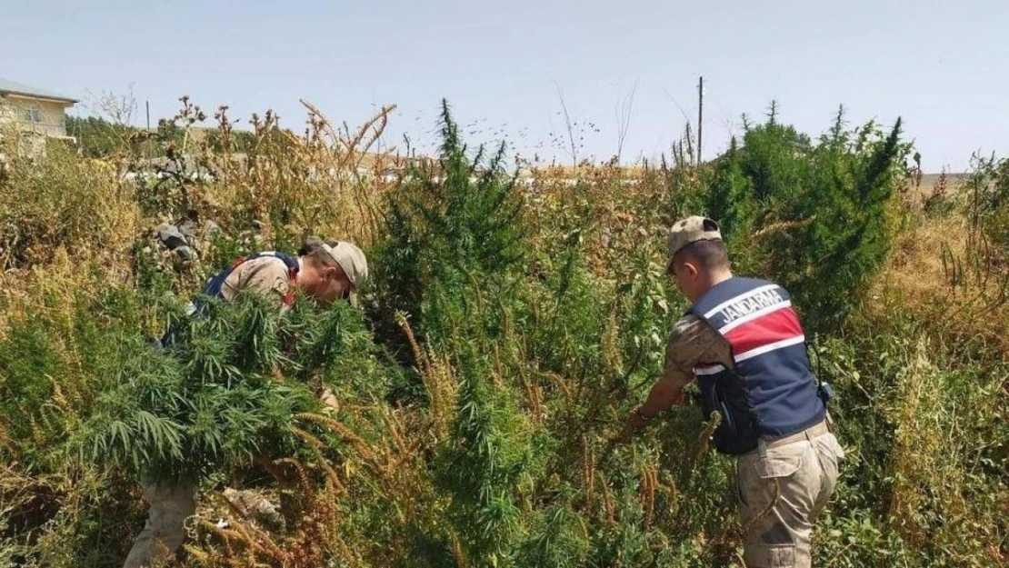 Kars'ta jandarmadan zehir tacirlerine darbe