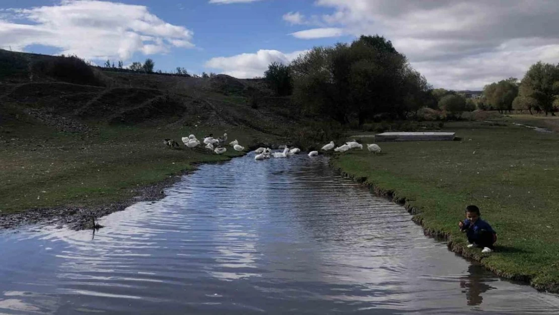 Kars'ta kazlar kesim öncesi besiye alındı