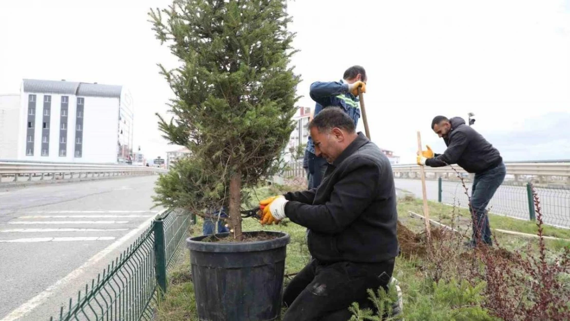 Kars'ta refüjler yeşilleniyor