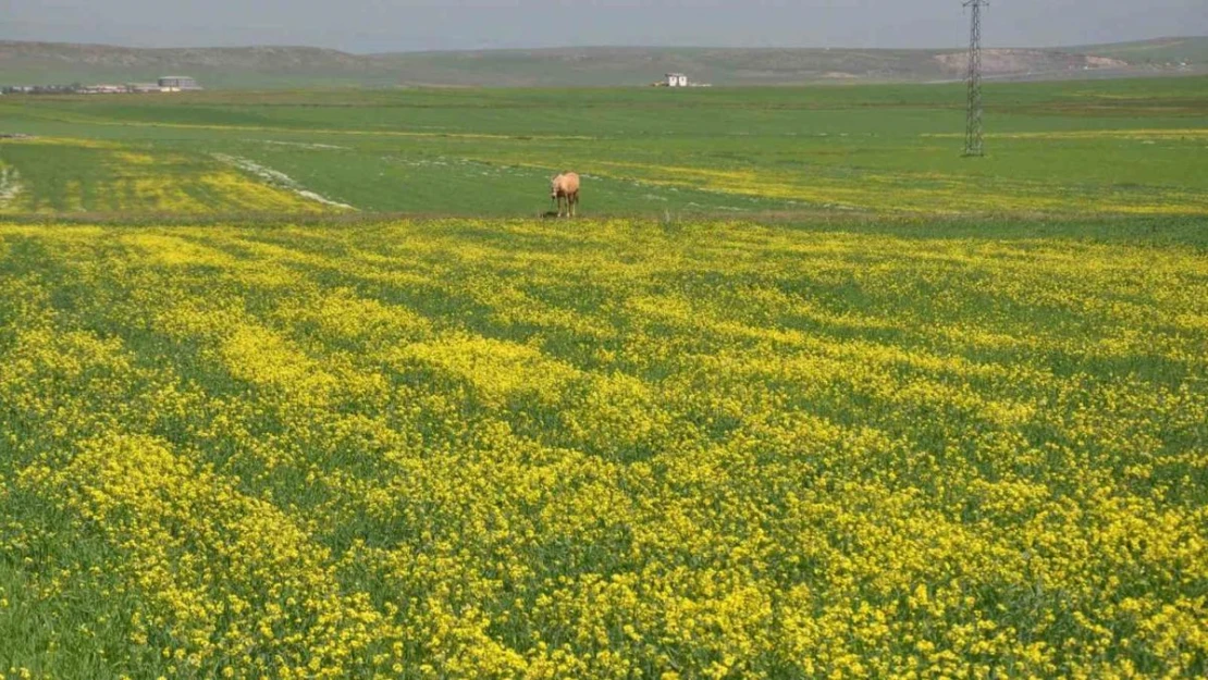 Kars'ta renk cümbüşü yaşanıyor