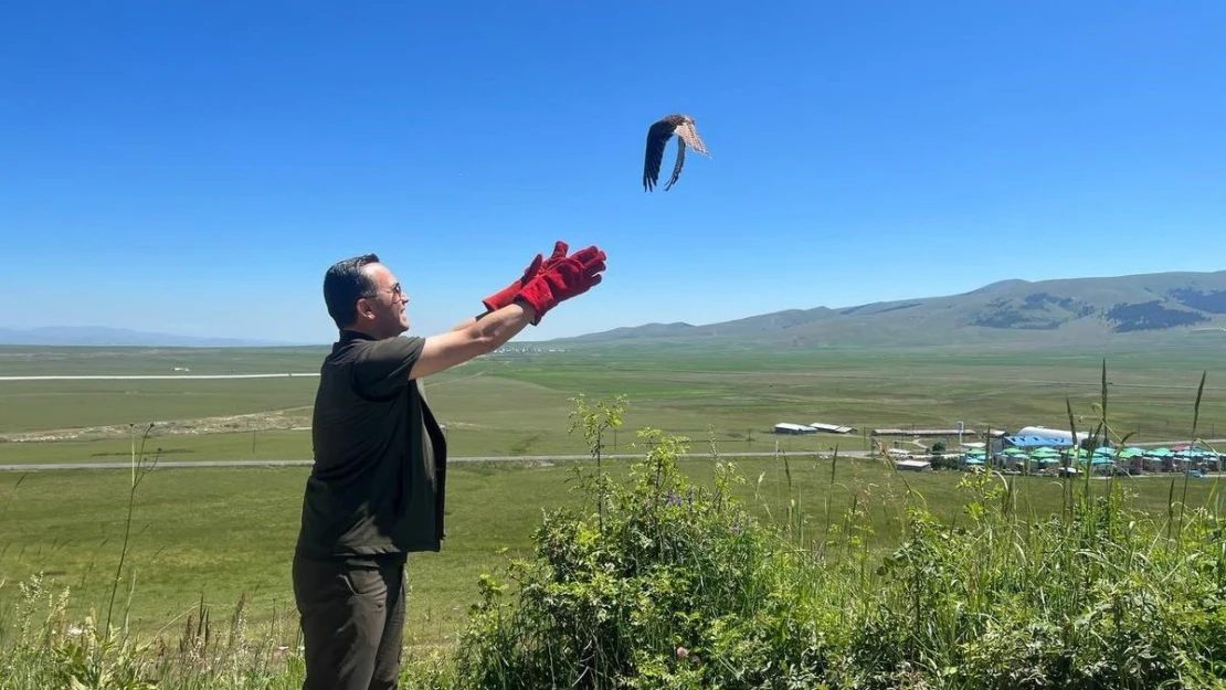 Kars'ta tedavileri tamamlanan kerkenezler doğaya bırakıldı