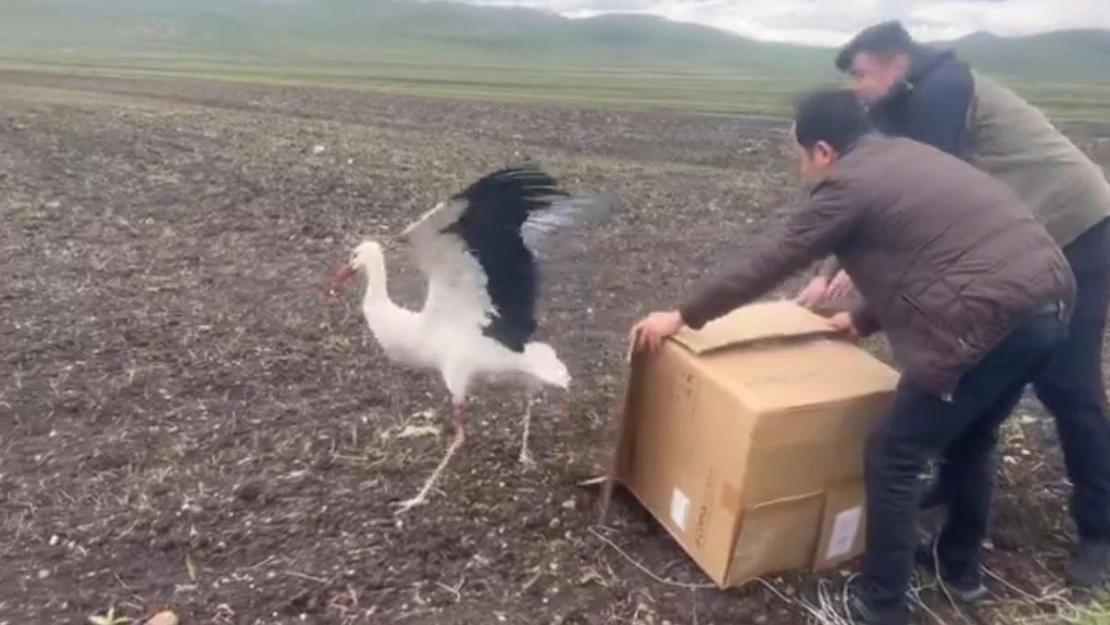 Kars'ta tedavisi tamamlanan leylek doğal ortamına bırakıldı