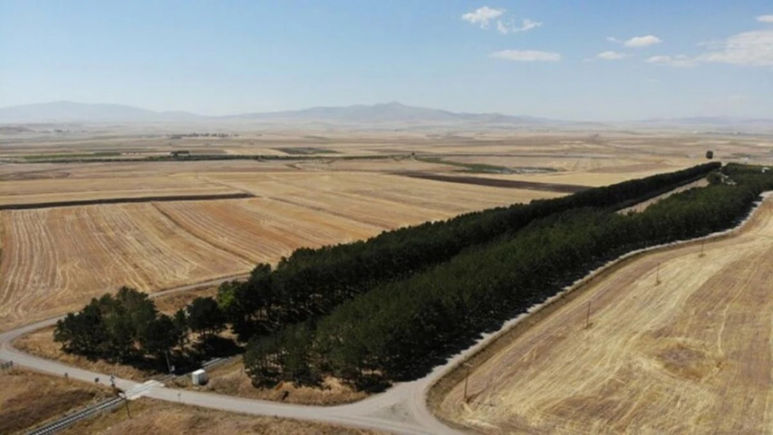 Kars'ta tren istasyonundaki çam ağaçları kuruyor