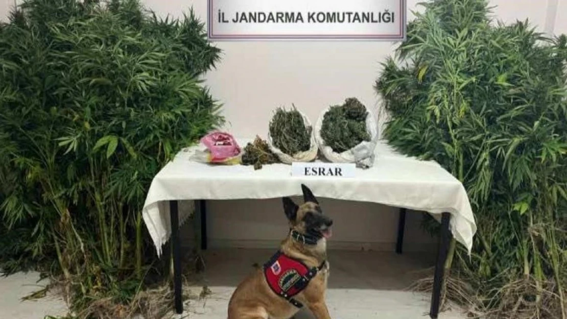 Kars'ta uyuşturucu tacirleri dedektör köpek Termal'a takıldı