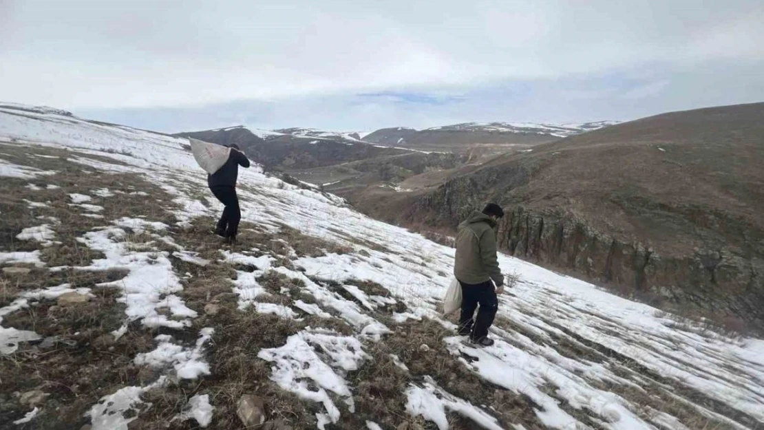 Kars'ta yaban hayvanları için doğaya yem bırakıldı