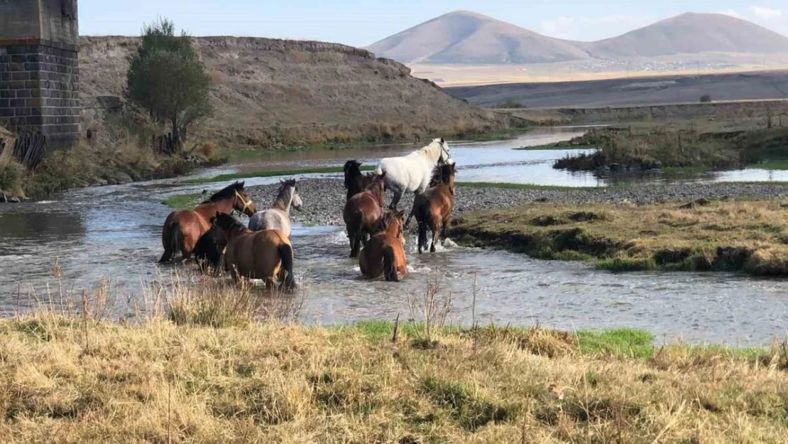 Kars'ta yılkı atları doğal ortamda görüntülendi