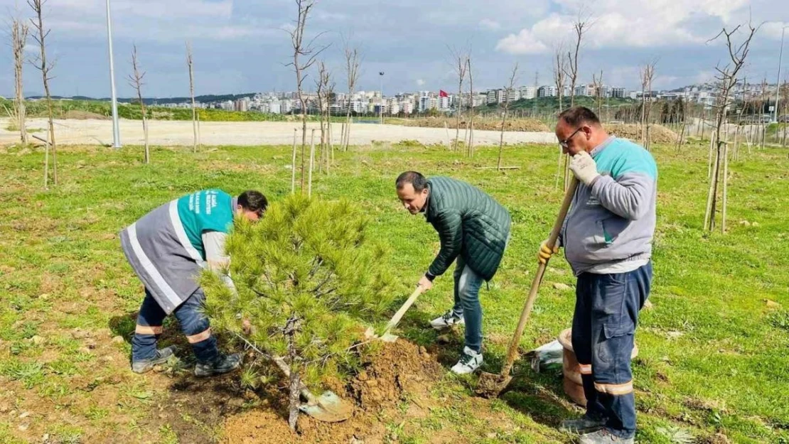 Karşıyaka'dan getirilen 12 yaşındaki fıstık çamı Aliağa'da yaşayacak