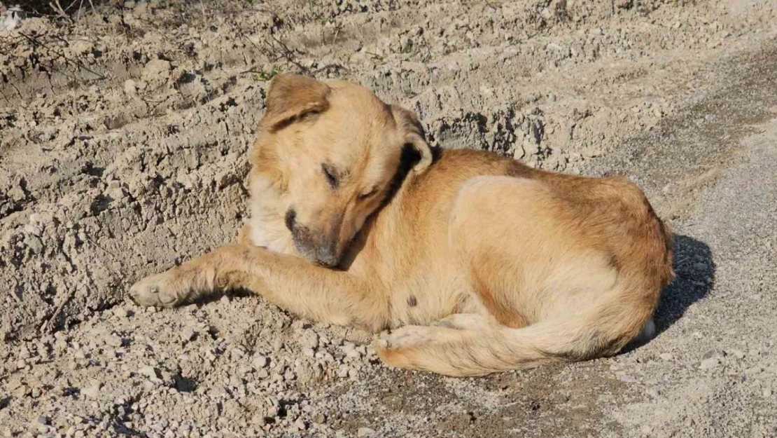 Kastamonu'da dehşet veren olay: 10 köpeği uyuşturup araziye attılar