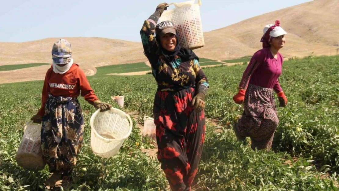 Kavurucu sıcak altında tarlada ekmek mücadelesi