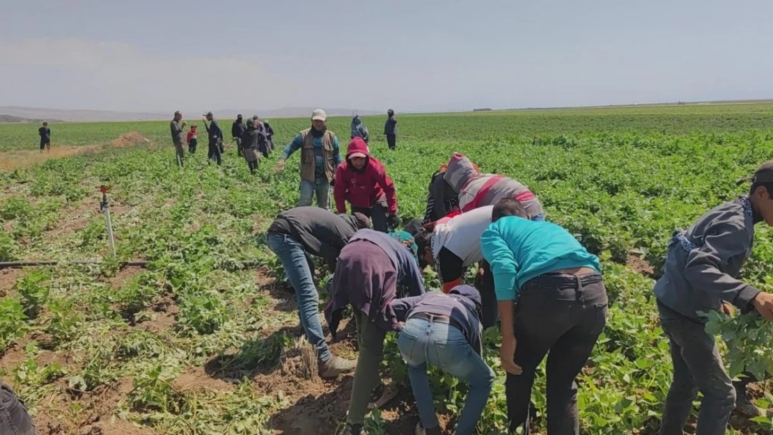 Kavurucu sıcakta ekmek parası için ter döküyorlar