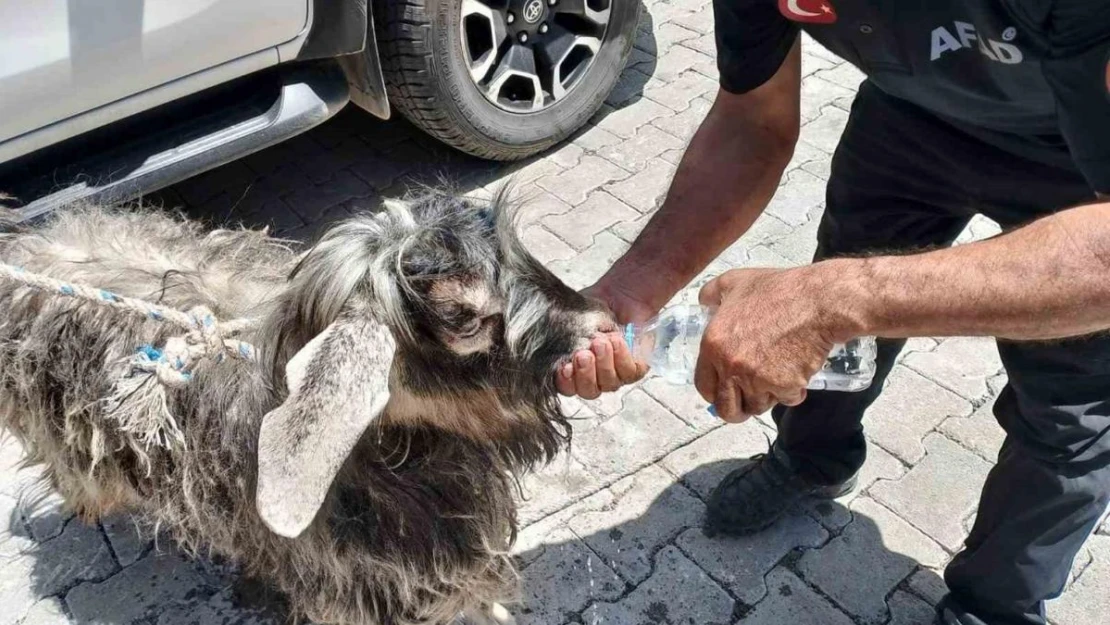 Kayalıklarda mahsur kalan kurbanlık keçiyi AFAD ekipleri kurtardı