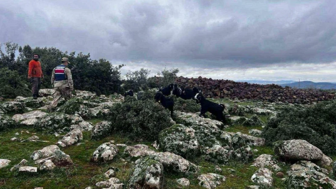 Kaybolan koyunları jandarma buldu