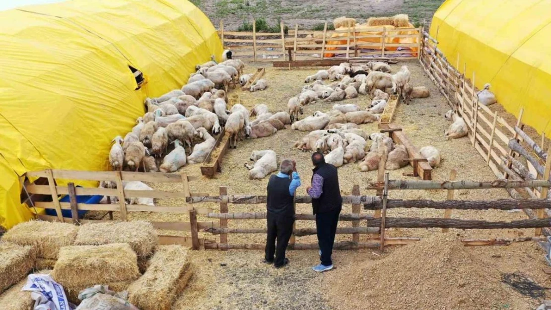 Keçiören'de kurban satış alanları için başvurular başladı