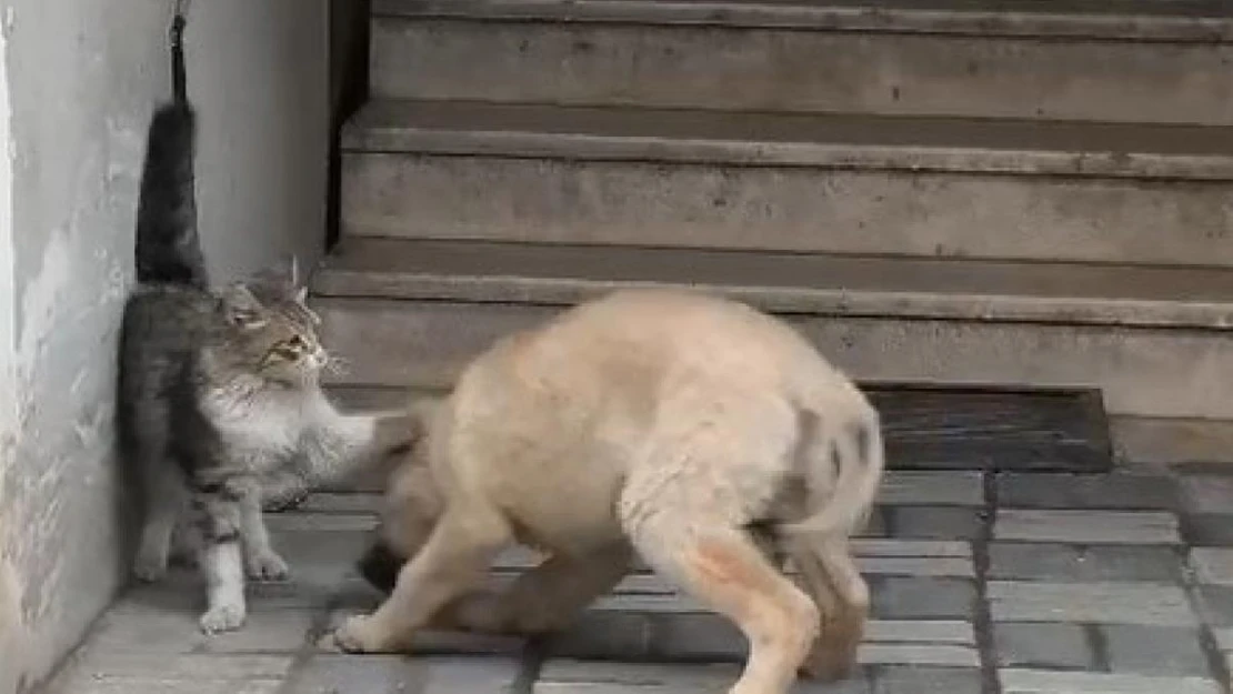 Kedi ile köpek patileriyle birbirini sevdi