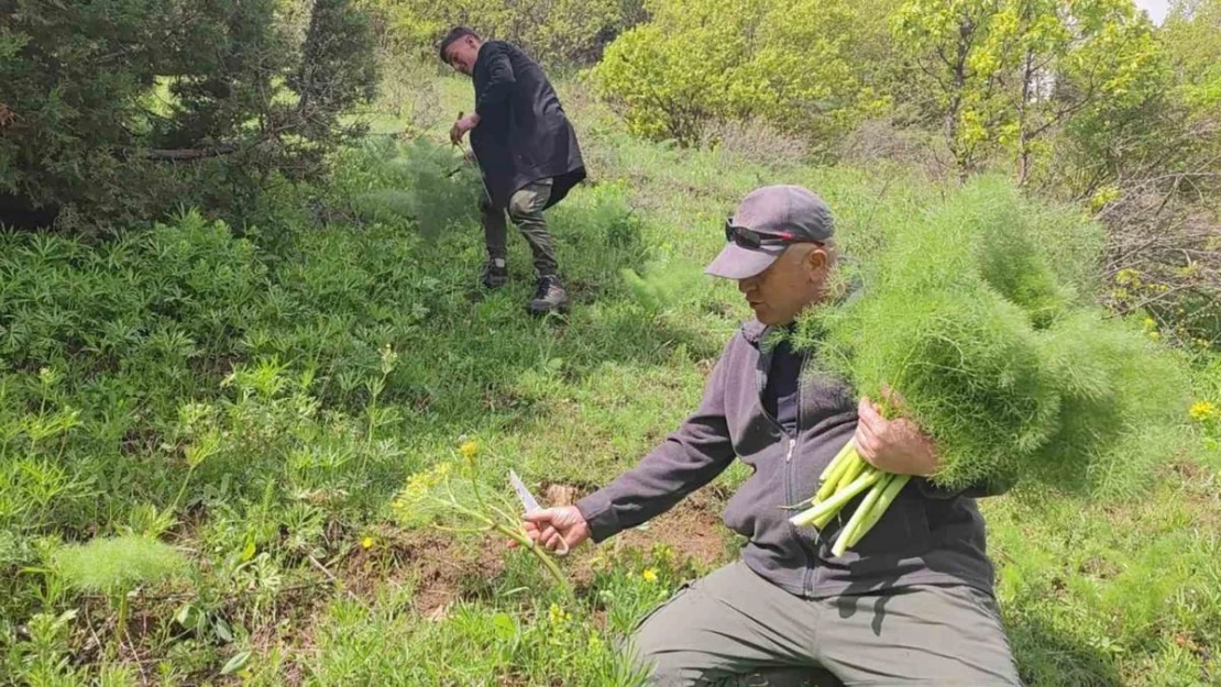 Keledoş yemeği için heliz otu mesaisi