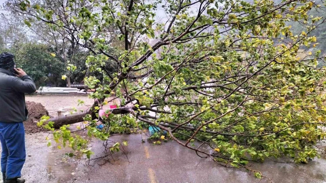 Kemer'de fırtına ağaçları devirdi ağaçlar zarar gördü, totemler fırtınaya dayanamadı