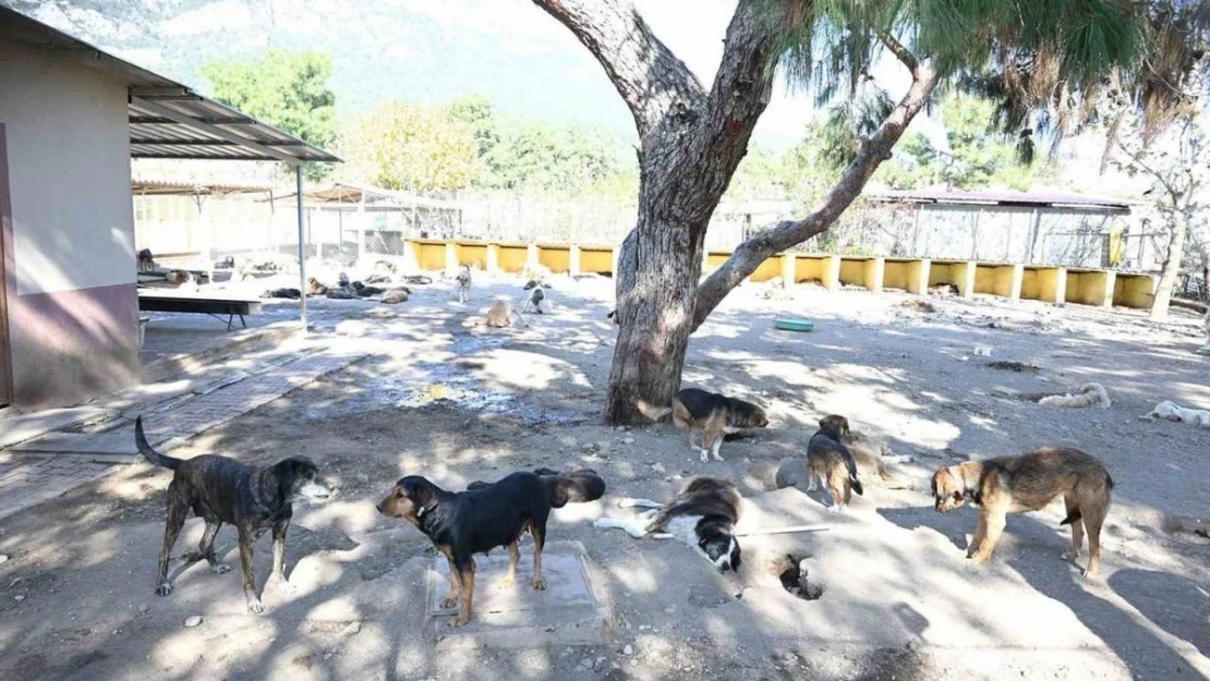 Kemer'de ocak ayında 229 hayvan kısırlaştırıldı