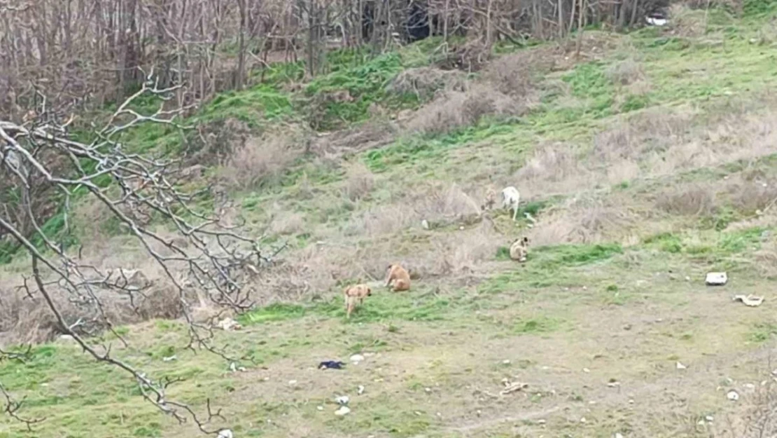 Kendilerine saldıran sokak köpeklerini kayda alan çocukların korku dolu anları kamerada