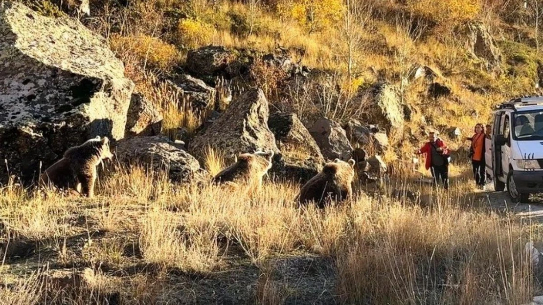 Kendilerini ve çocuklarını tehlikeye atan vatandaşlar ayıları beslediler