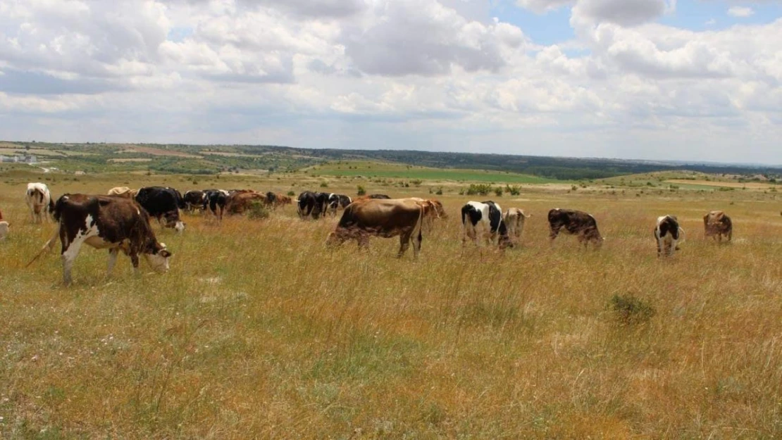 Kırklareli'ne getirilen 11 kaçak büyükbaş hayvan ele geçirildi