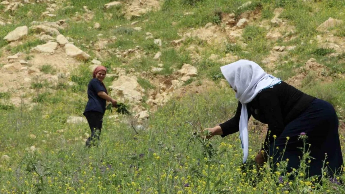 Kırsalda toplanan yılanyastığı bitkisi ihraç ediliyor