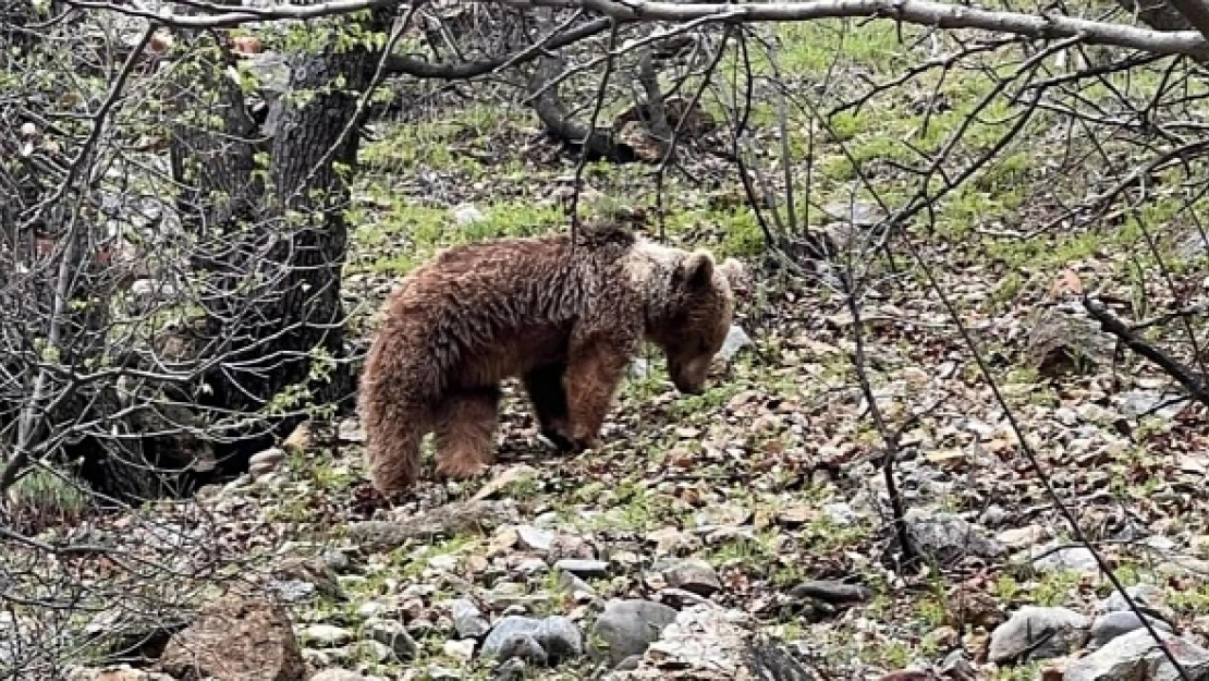 Kış uykusundan uyanan bozayı görüntülendi