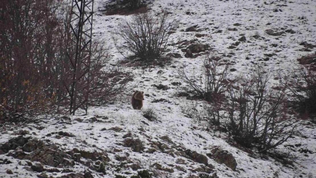 Kış uykusundan uyandı, kışa yakalandı