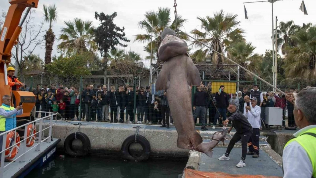 Kıyıya vuran köpek balığının nesli tehlike altında tür olduğu belirlendi