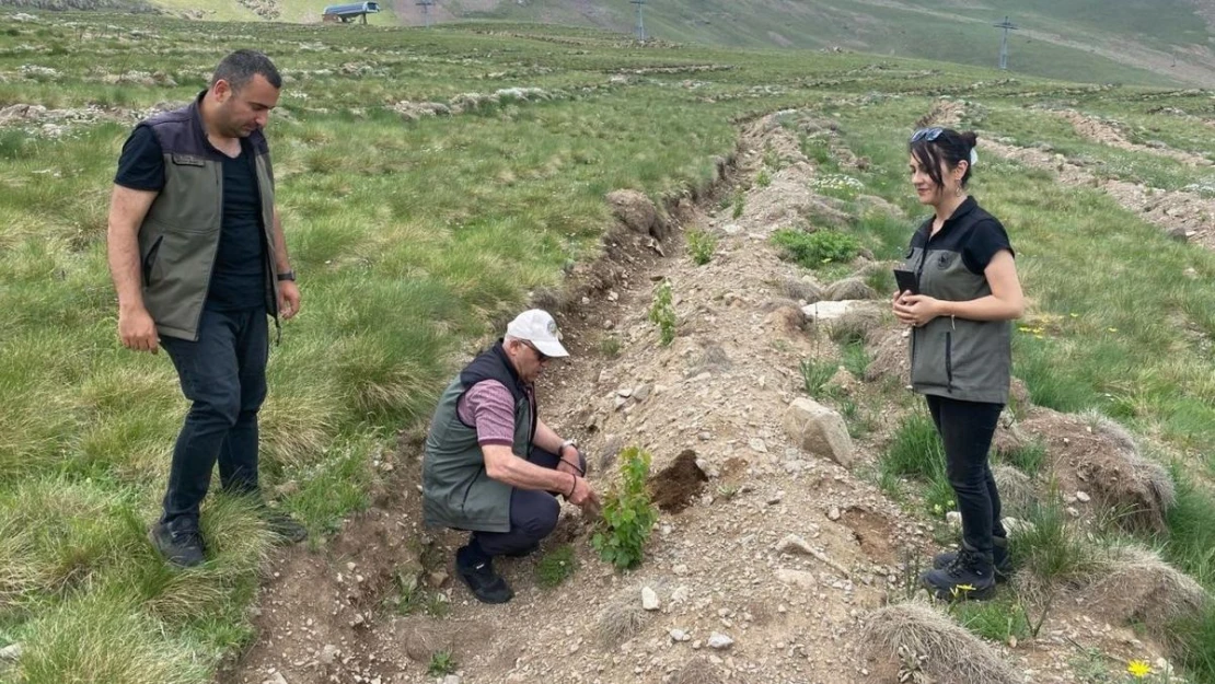 Konaklı'ya 43 bin ağaç dikildi