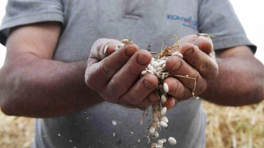 Konyaaltı'nda 'Çandır Fasulyesi Şenliği' başlıyor