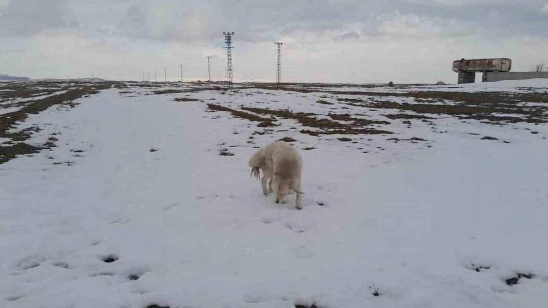 Köpeğin dronla imtihanı