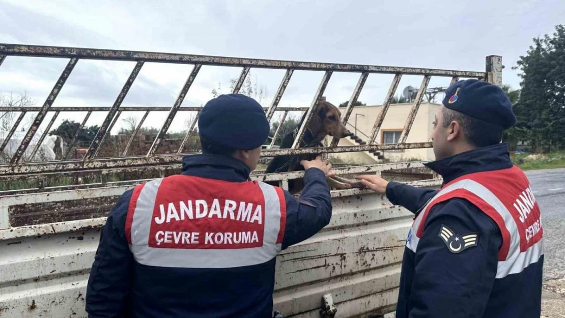 Köpek hırsızı jandarma ekiplerince yakalandı