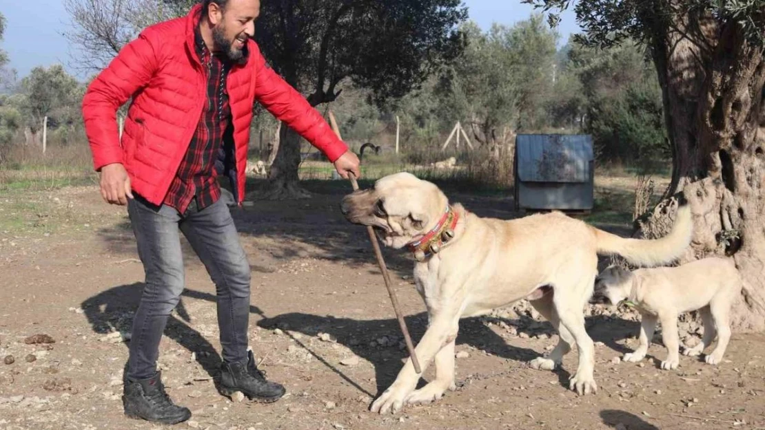 Köpek saldırıları için uzmanı uyardı: 'Kaçmayın, göz teması kurmayın'