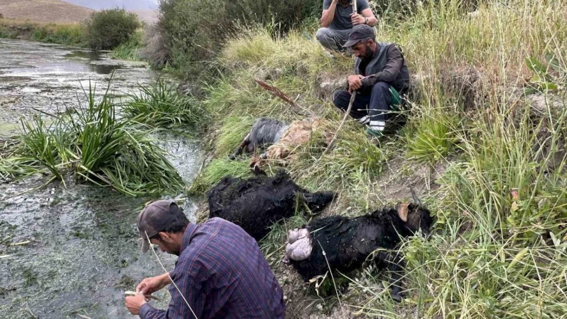 Köpekler sürüye saldırdı, 30'a yakın koyun telef oldu