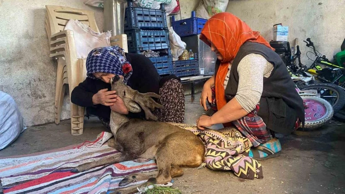 Köpeklerin saldırdığı karacaya aile şefkati