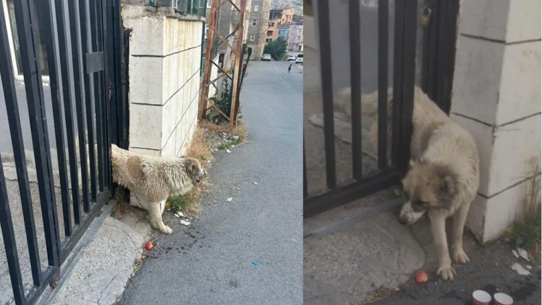 Korkuluklara sıkışan köpeği belediye ekipleri kurtardı