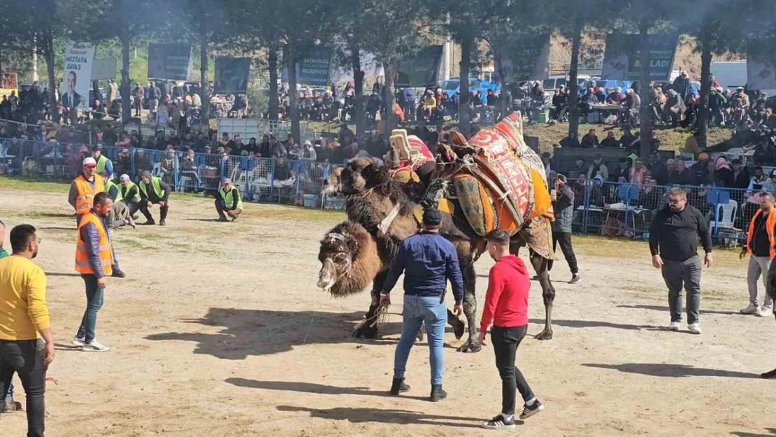 Köşk'te Deve Güreşi Festivali düzenlendi